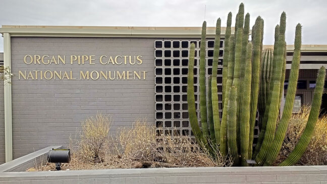 Saguaro Cactus - Organ Pipe Cactus National Monument (U.S. National Park  Service)